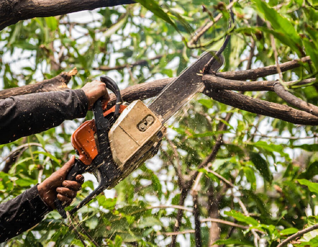 efficient removal of large trees